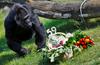 Pri 60 letih umrla ena najstarejših goril na svetu