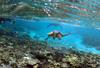 Avstralija bo namenila 700 milijonov dolarjev za zaščito največjega koralnega grebena na svetu