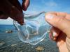 Zahvaljujoč EU projektu GoJelly bodo meduze lahko koristne