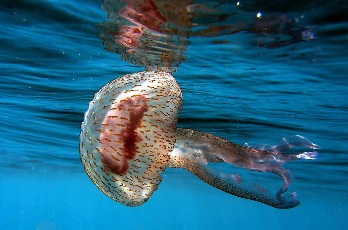 Meduza v morju. Foto: Reuters