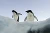 Znanstveniki kolonijo pingvinov odkrili kar s pomočjo satelitskih slik