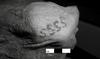 Tetovaže besnečega bika, ovce in motiva S na več kot 5.000 let starih mumijah