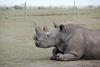Poginil je zadnji samec severnega belega nosoroga
