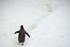 Foto: Pot k pingvinom, tjulnjem in ledenikom na Antarktiko