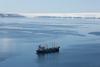 Raki v Južnem ledenem morju se zaradi podnebnih sprememb selijo proti Antarktiki 