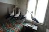Foto: Bolgari za premražene štorklje odpirajo svoje hiše
