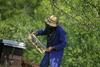 Na voljo je več kot 300.000 evrov subvencij za čebelarje