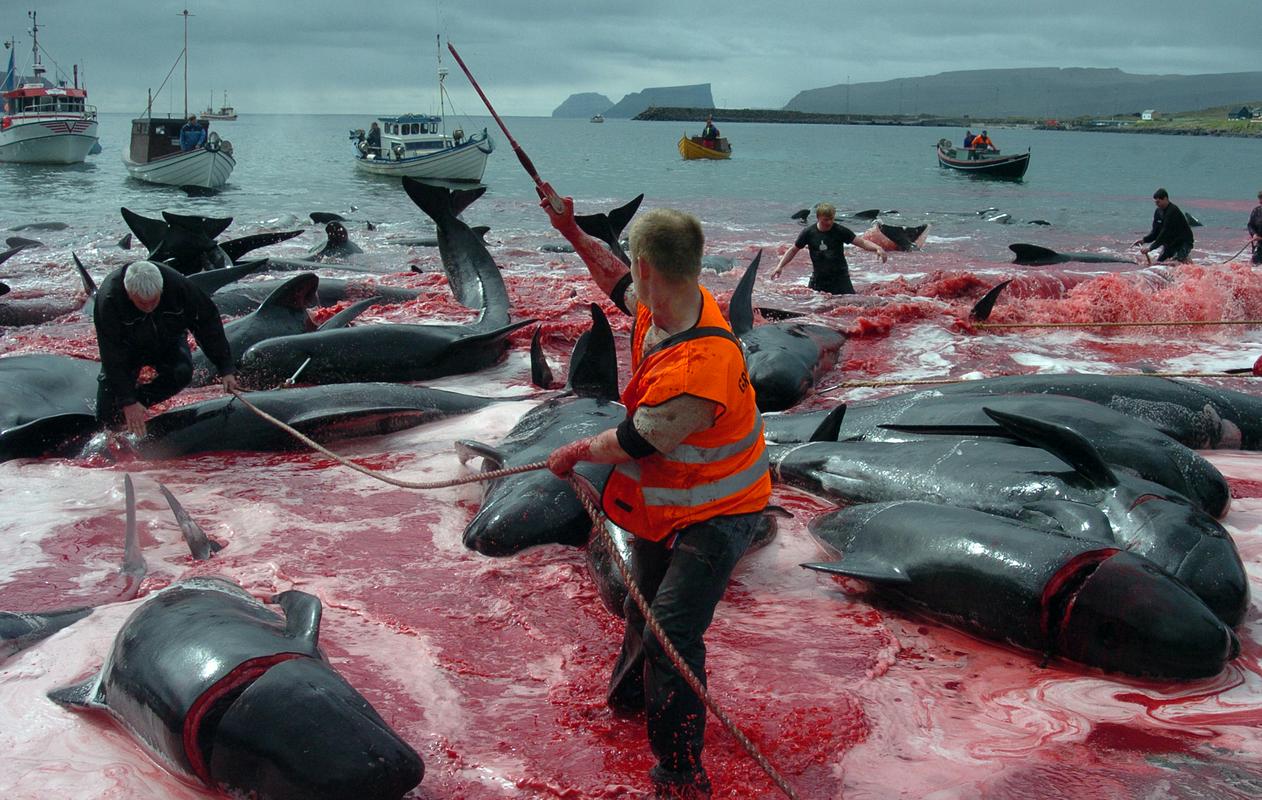 Na Ferskih otokih še ohranjajo tradicionalni kitolov. Foto: Reuters