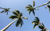 Tropske palme, ve pa res zrastete visoko!
