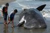 V prebavnem traktu kita glavača kar 29 kilogramov plastike