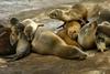 Na južni ruski obali Kaspijskega morja odkrili 2500 mrtvih tjulnjev