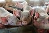 Policija preiskuje posnetke domnevnega mučenja živali s prašičje farme