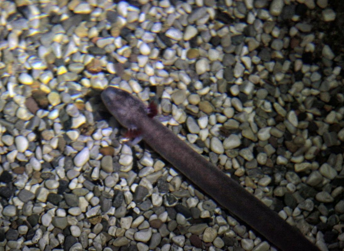 Črna človeška ribica je s svojim edinim habitatom v povirnem delu porečja Dobličice resno ogrožena zaradi nadaljevanja dolgoletnega onesnaževanja kraških podzemnih voda. Foto: BoBo
