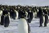 Cesarski pingvini: izjemni potapljači na vdih