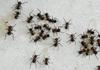 Mravlja, ki se je za zaščito svojega doma pripravljena razstreliti