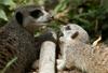 Nove mlade moči v ljubljanskem ZOO-ju - surikate, črne čopičarke, liči antilope