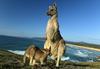 Turisti se za popoln selfi s kengurujem izpostavijo tudi brci in ugrizu