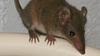 Spolnost ubija - po nebrzdanem parjenju polovica miši vrečaric pogine