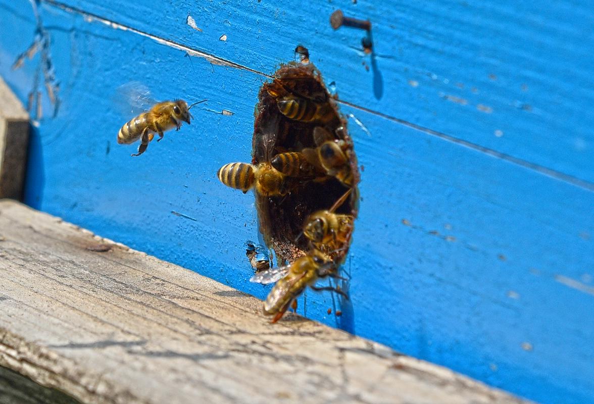 Čebele so dom dobile nad glavami mož v modrem – na strehi policijske postaje. Foto: BoBo