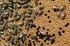 Opozorila čebelarjev: vse več čebel, a vse manjši donosi medu