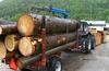Škote v 40-milijonsko naložbo prepričala kakovost lesa in delovne sile