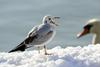 Primeri ptičje gripe spet na Ptujskem jezeru, tokrat okuženi rečni galebi