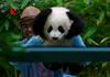 Foto: Malezijce osvojila štirimesečna samička velikega pande
