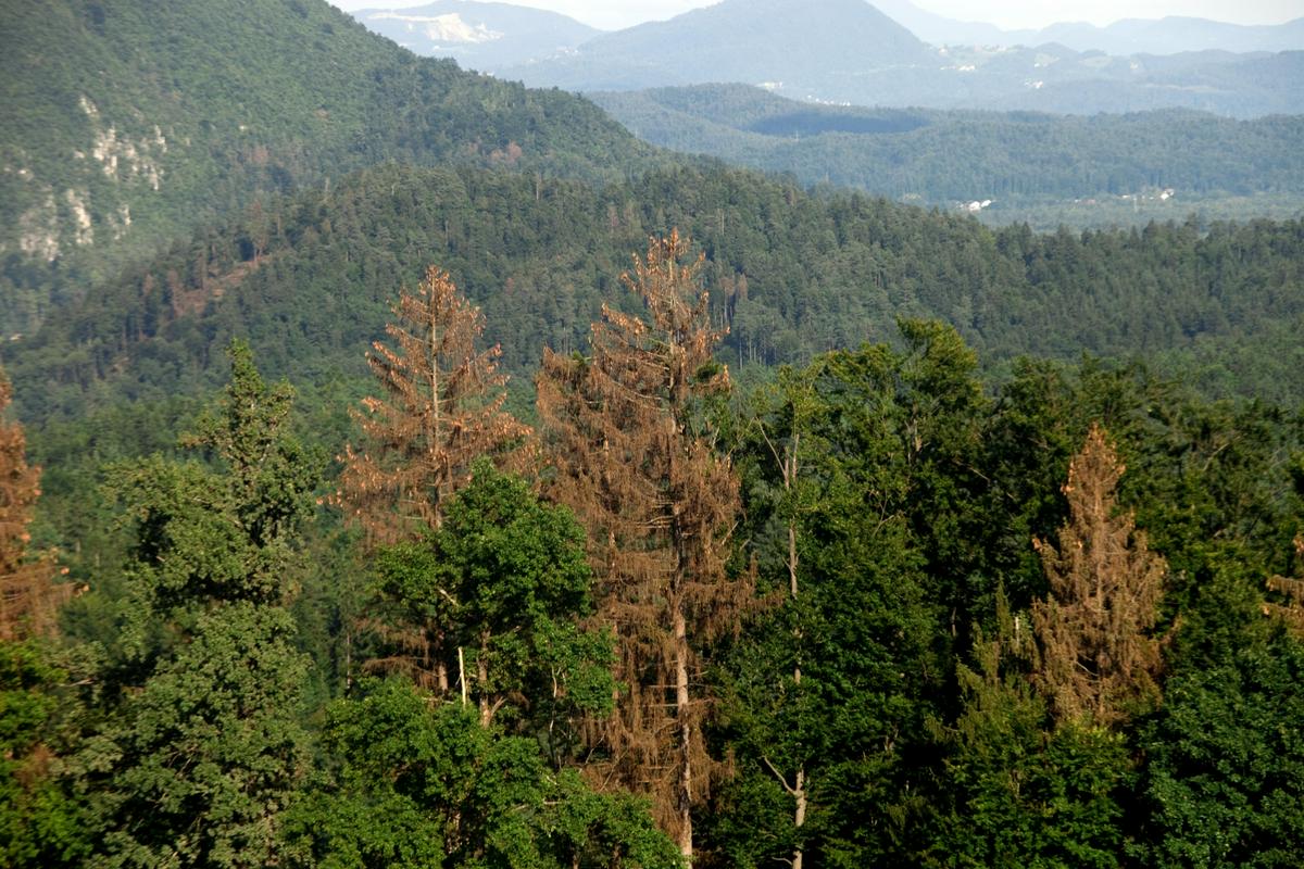 V gozdovih je v prihodnje pričakovati več bolezni in škodljivcev, vse več pa je tudi invazivnih tujerodnih vrst. Foto: BoBo