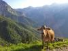 Foto: S kravami zarana v tolminski planinski raj