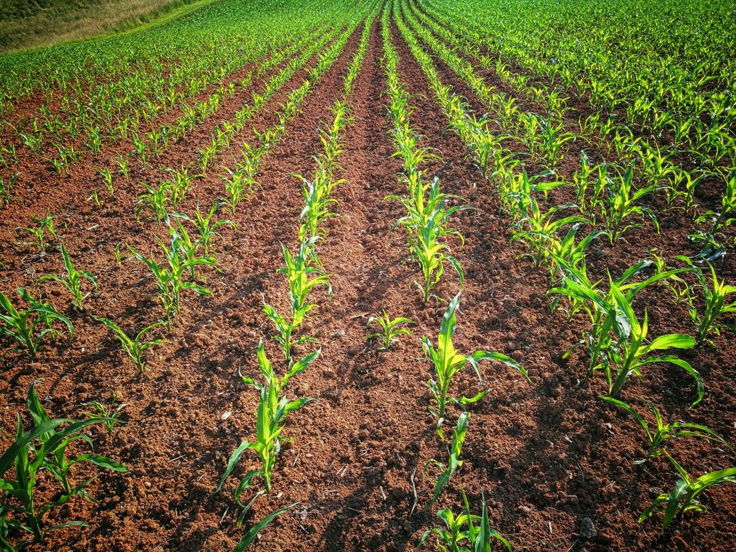 Na kmetijskih zemljiščih je bilo leta 2020 odvzeto več fosforja iz zemlje kot vanjo vneseno. Foto: BoBo