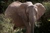 Tokrat zares: slon pobegnil iz nemškega cirkusa