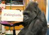 Gorila Koko, mojstrica znakovnega jezika, je poginila