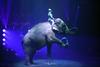 Video: Prerivanje cirkuških slonov ogrozilo obiskovalce