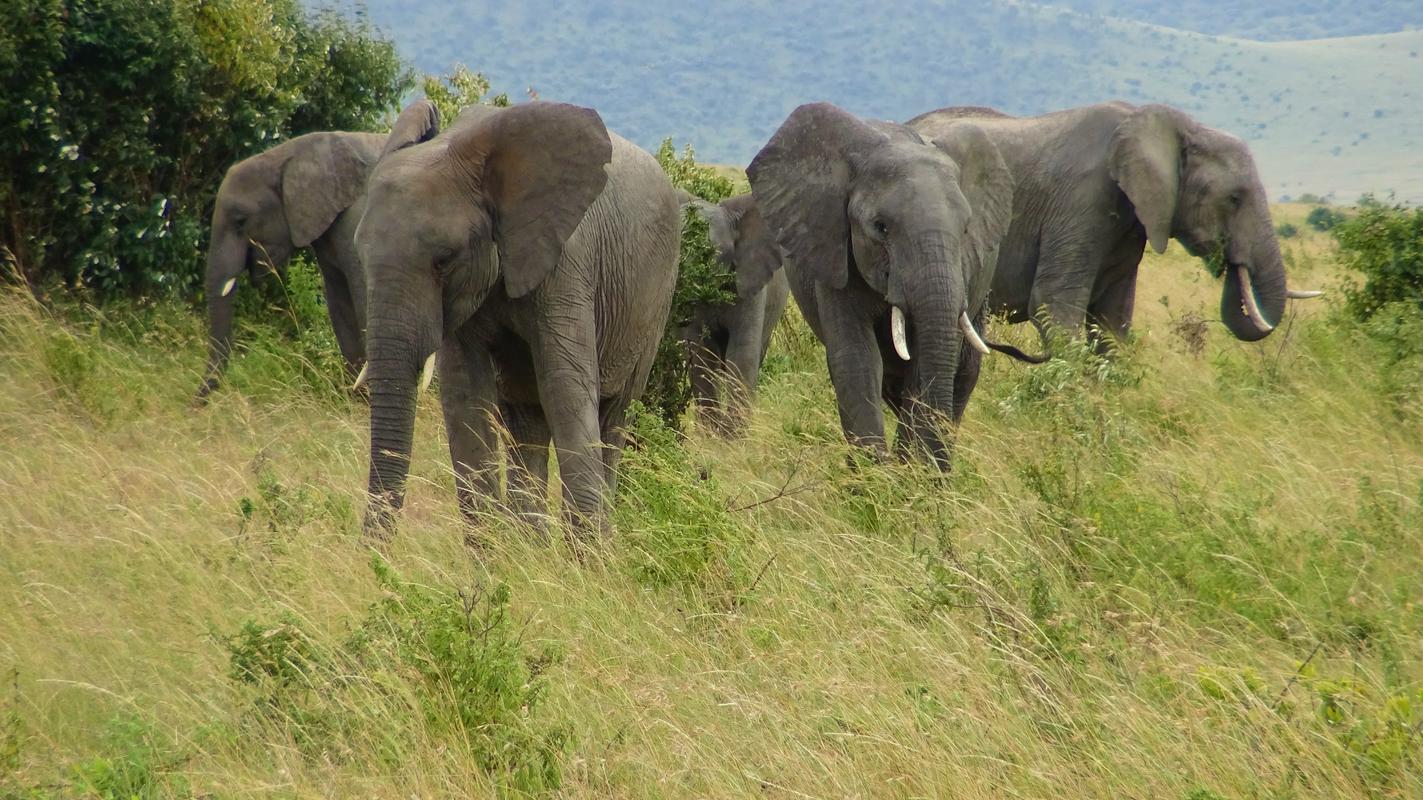 Družina velikih savanskih slonov. Foto: Jan Konečnik