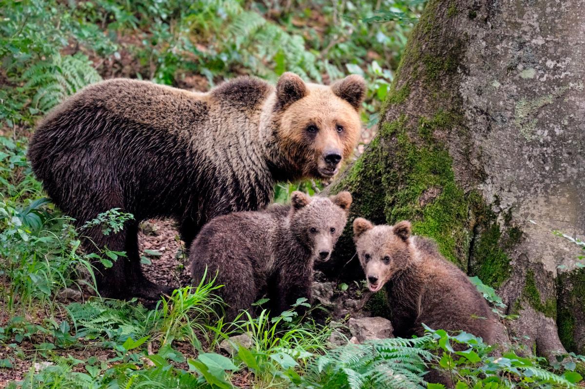V Sloveniji je bilo konec leta 2015 po ocenah od 533 do 598 medvedov, potem ko jih je bilo leta 2007 od 394 do 475. Foto: Radio Koper/Občina Pivka