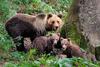 Po predlogu bodo lahko lovci odstrelili 175 medvedov in 11 volkov