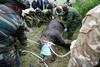 Zaradi malomarnosti oskrbnikov poginil že deseti črni nosorog
