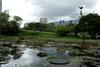 Foto: Umirajoči botanični vrt Caracasa kot zrcalo venezuelskega propada