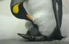 Največja kolonija kraljevih pingvinov se je zmanjšala za 90 odstotkov