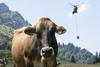 Foto: Za žejne krave v švicarskih planinah skrbi vojaški helikopter