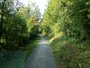 Domačine na Trnovsko-Banjški planoti moti povečana sečnja v gozdovih 