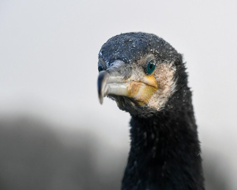 Neusmiljenega preganjanjanja kormoranov z uničevanjem gnezditvenih kolonij in osebkov je bilo v Evropi konec leta 1979, ko jih je zaščitila evropska direktiva o pticah. Takrat jih je bilo le še nekaj 1.000, zdaj pa različni viri ocenjujejo populacijo na okoli en do dva milijona osebkov. Foto: Pixabay