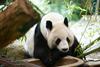 Nova zanimivost v dunajskem živalskem vrtu: panda, ki slika