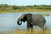 Bocvana: Našli trupla skoraj 90 slonov, žrtev pohlepnih divjih lovcev