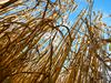 Letošnji pridelek pšenice za tretjino slabši od dolgoletnega povprečja