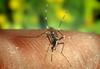 Istrske občine bodo poskušale zatirati tigraste komarje