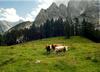 Britanska vlada promovirala svoje kmetijstvo s podobami iz Slovenije