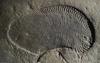 Holesterol, star 558 milijonov let, razkriva eno od prvih živali na Zemlji