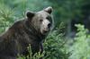 Odstrel 175 medvedov, ki bi se moral zgoditi do konca septembra,  je začasno zadržan
