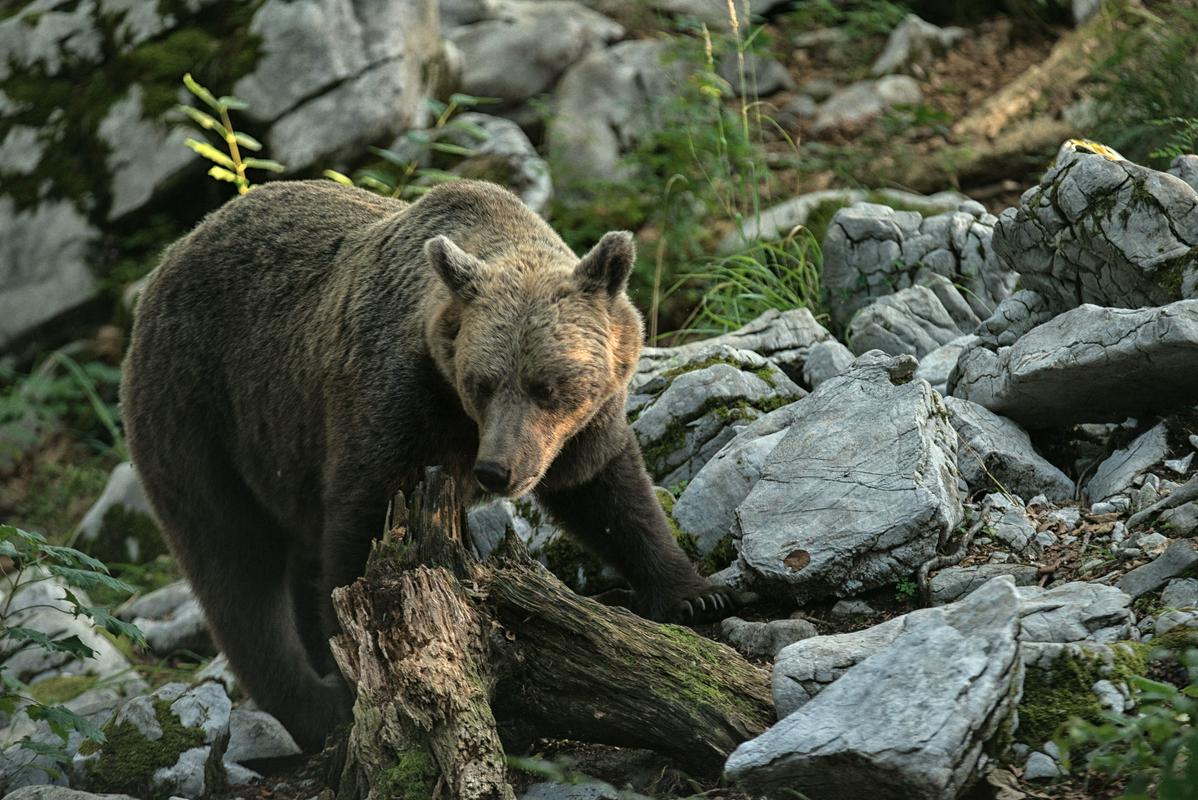 Nezakonitega lova v Sloveniji trenutno praktično ni, na kar smo lahko ponosni. Foto: BoBo
